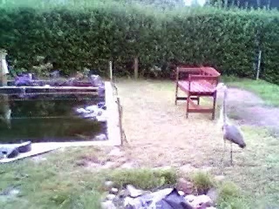 blue heron in action
