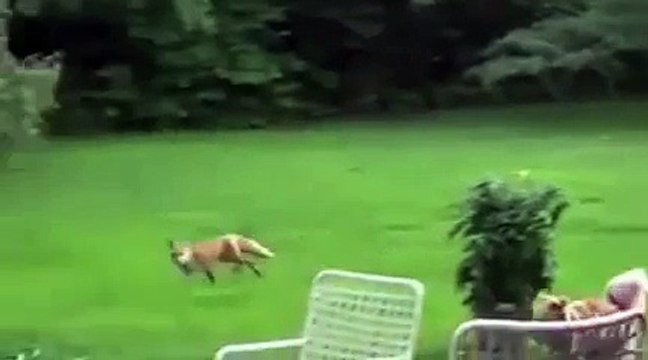 О чём кричит лиса ?