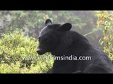 Himalayan Black Bear in the Eastern Himalaya