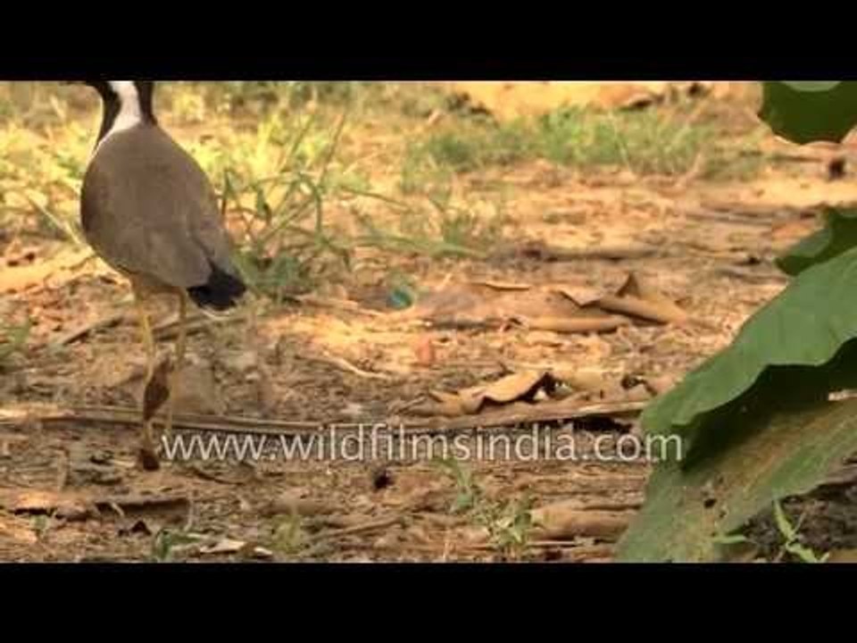 A young Red-wattled Lapwing with mother