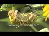 Rose-Ringed Parakeet eats flowers - India