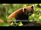 Cute and highly endangered: Sleepy Red Panda in Sikkim