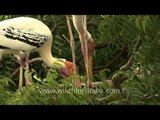 Painted storks preening on a Neem tree