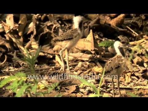 Red Wattled Lapwing (Vanellus indicus) chick leaves the nest