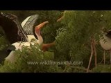 Painted Stork (Mycteria leucocephala) spreading their wings