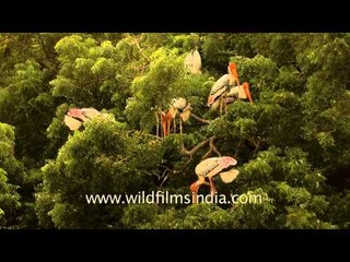 Painted stork colony on a  Neem tree, India
