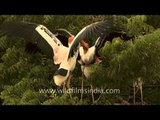 Painted storks allopreening on a tree
