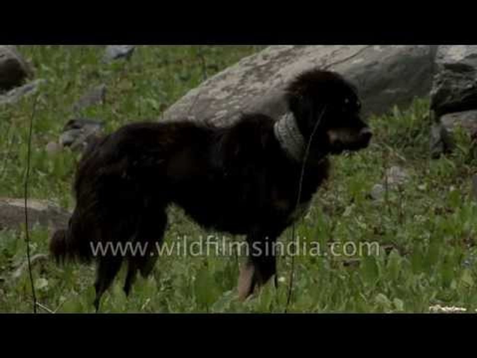 Himalayan sheep dog with metal studded collar to keep leopards away!