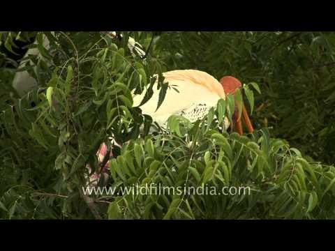 Painted stork colony sitting on a Neem tree