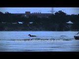 Workers rescue a cow trapped in flooded Yamuna River - Delhi