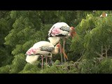A pair of Painted storks at their heronry in India