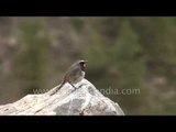 White-tailed Rubythroat in the western Himalaya