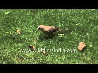 Large Grey Babbler and Hoopoe explore the lawn of a city garden
