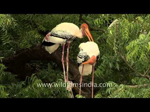 Colony of Painted stork sitting on a tree top
