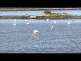 Flamingoes search for food in Gujarat's wetland, India.