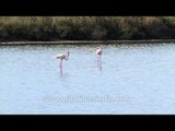 Flamingoes forage in wetland - Gujarat