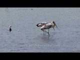 Flamingoes and Painted storks at wetland - Gujarat