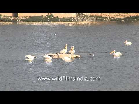 Huge flock of pelicans at Rann of Kutch, Gujarat