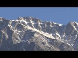 Snows of Himachal visible from Palampur tea estate