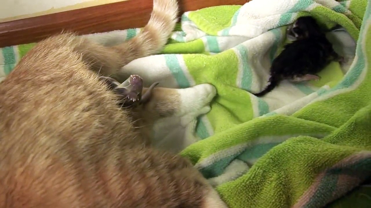 Kitten Almost Dies