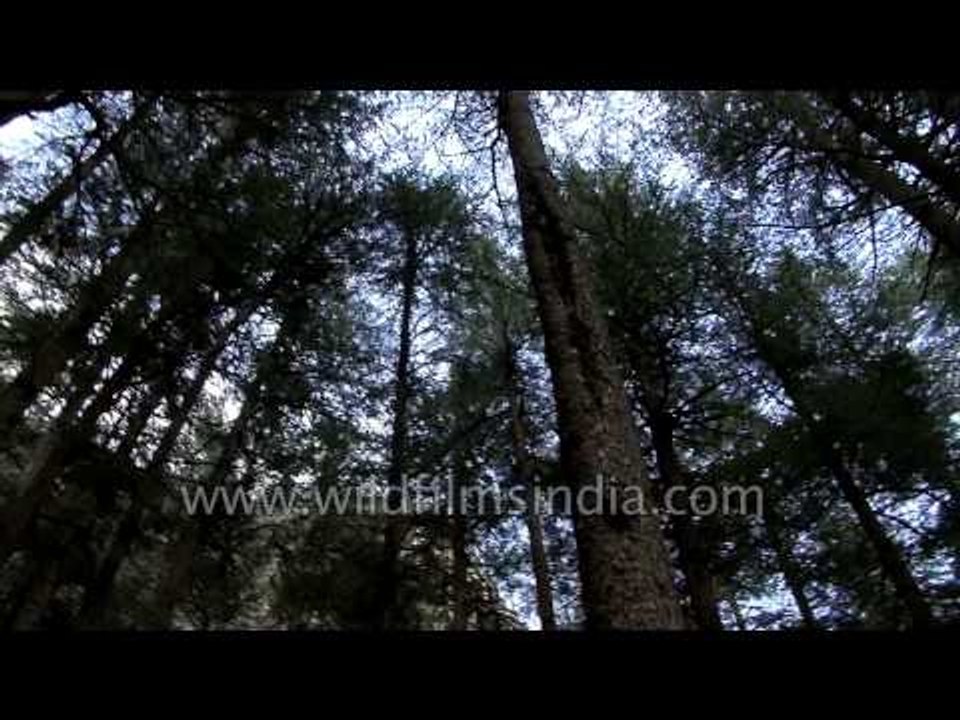 Dense forest enroute Lamkhaga pass
