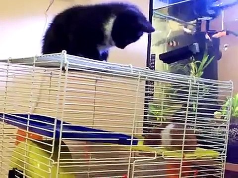 Kitten terrified of itty bitty hamster