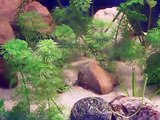Super Rare Corydoras  コリドラス GEOFFREY-Cory fish Aquarium Tank