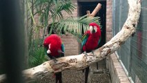 Macaws dancing to Waka Flocka Flame