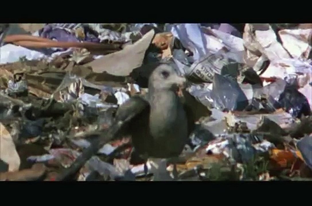 Jonathan Livingston Seagull - Dear Father (we dream)