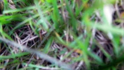 Quad Looking For The Fun Jet Canopy