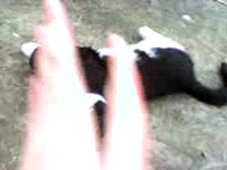 cute funny fat cat I,has mask black & white