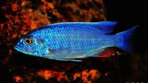AMAZING PICTURES OF AFRICAN CICHLIDS - HIGH QUALITY