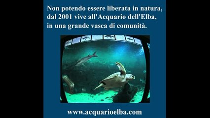 Charlie, la Tartaruga dell'Acquario dell'Elba