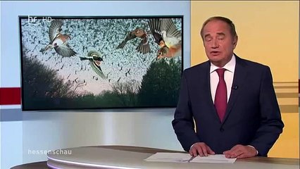 Eine Million Bergfinken verdunkeln den Himmel über Haiger