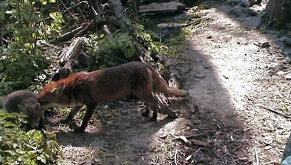 THE GROOMED FOX CUB