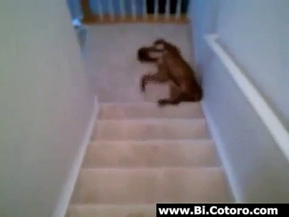 Boxer Wake Up Ritual