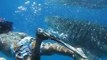 Snorkeling with Whale Shark in Maldives