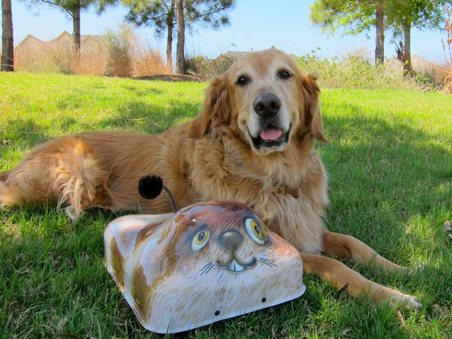 ⁣Pet Toys Get An Upgrade