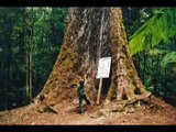 World's Oldest and Biggest Trees Dying 'Alarmingly' Fast !!