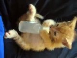 Virgilio Video Bimbo Micio, un video di gaialodovica bimbo, micio, biberon, gatto, fun