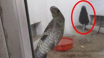 SCARY GHOST VIDEOS Real Ghost Caught On Tape In The Snake Cage Scary Videos Of Ghost Caught On Tape