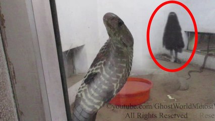 SCARY GHOST VIDEOS Real Ghost Caught On Tape In The Snake Cage Scary Videos Of Ghost Caught On Tape