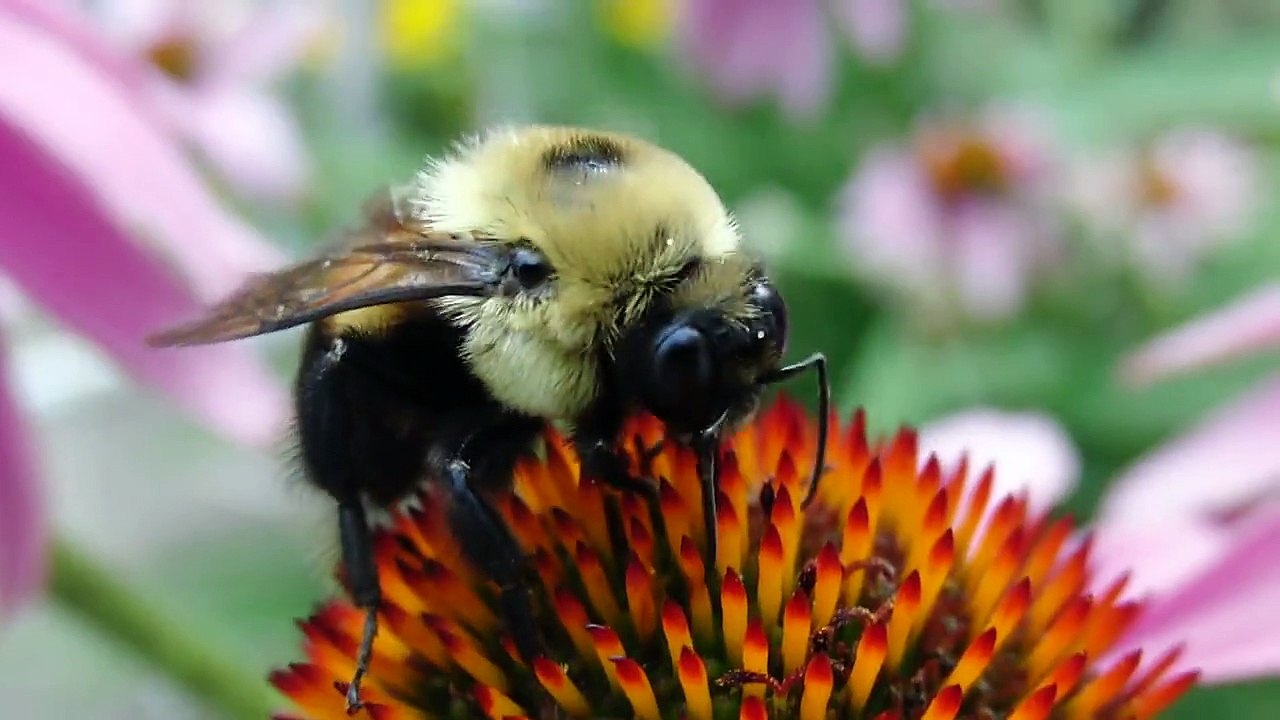Bee on a flower