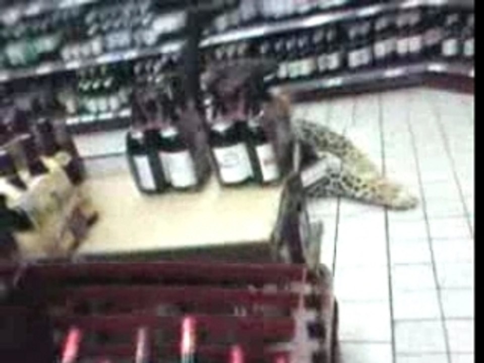 Zo a la chasse a Champion