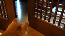 猫のドア閉め遊びを見学する柴犬たち Shiba Inu looking at the play of cat