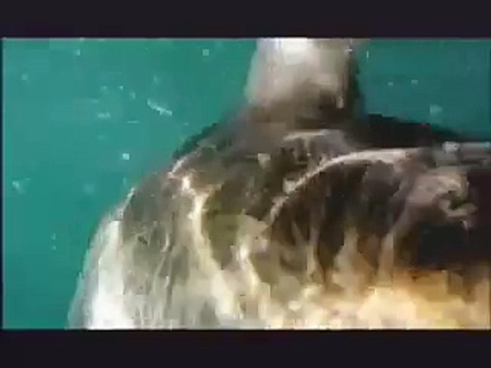 NATURE | Sharkland | Great White Ambush | PBS