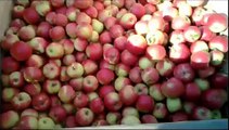 Zbiór jabłek z platformy mobilnej Orsi Cross 2010r. ( Apple picking - Orsi Cross )