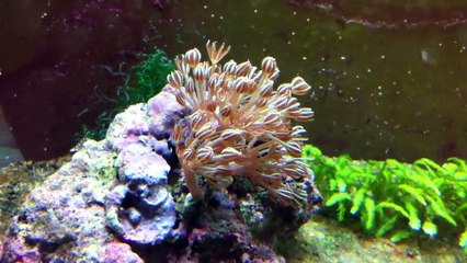 Ecosystems Miracle Mud Refugium Update 2