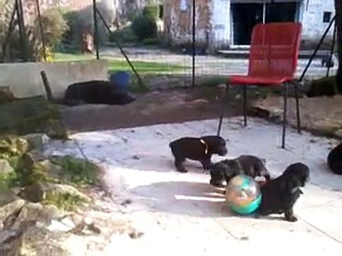 chiots bouvier des flandres de lage baston