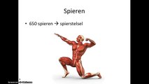 Bs 5 - Spieren (Thema 5 - Stevigheid en beweging)